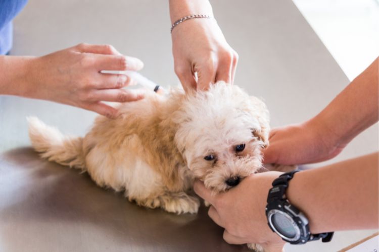 cachorro poodle toy sendo vacinado por veterinário