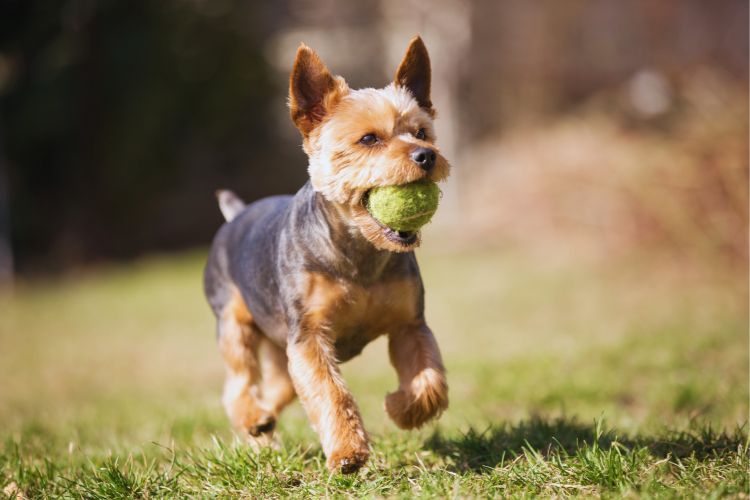cachorro yorkshire brincando com bola