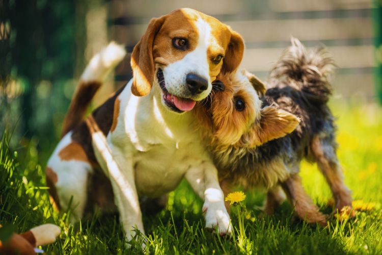 cachorro yorkshire e beagle brincando juntos