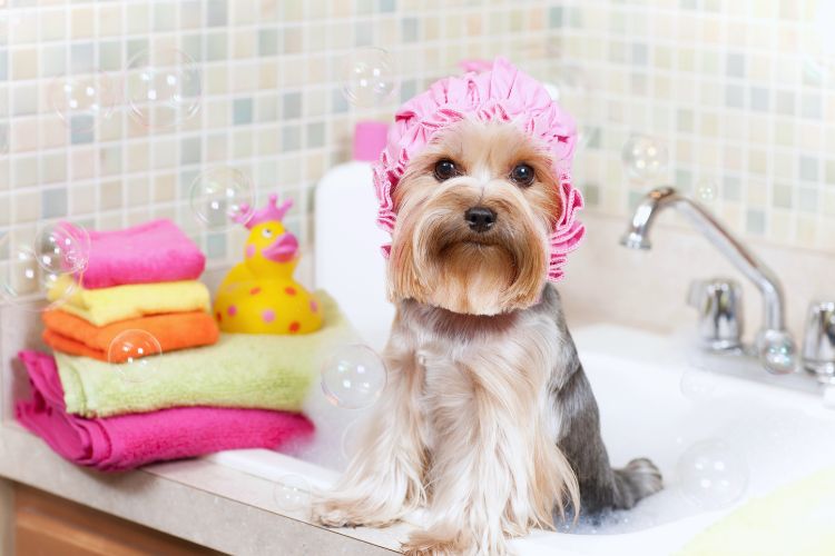 cachorro yorkshire no banho