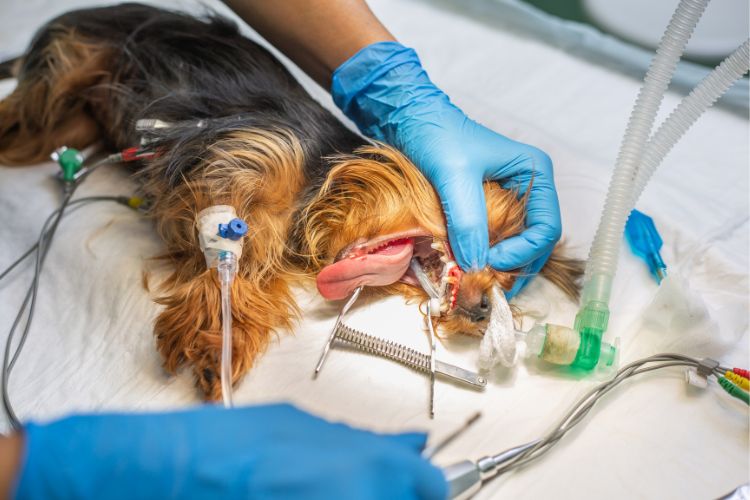 cachorro yorkshire realizando tratamento dentário