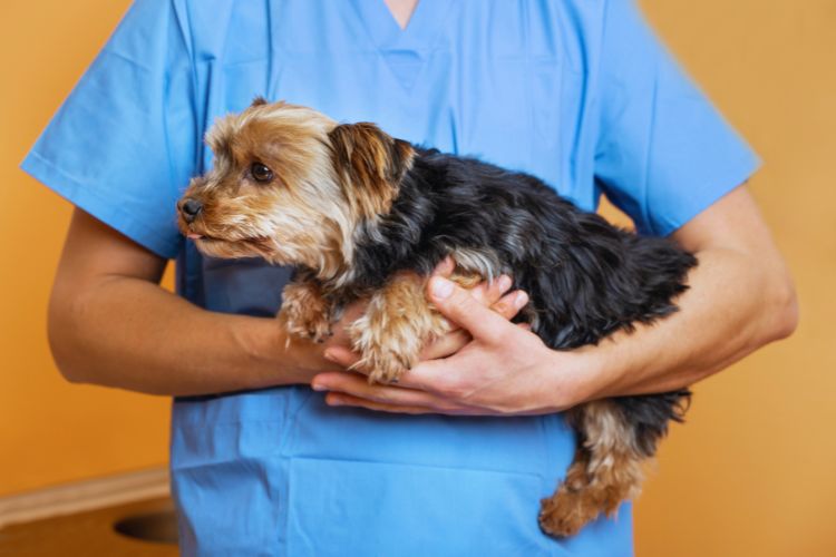 cachorro yorkshire sendo carregado pelo veterinário