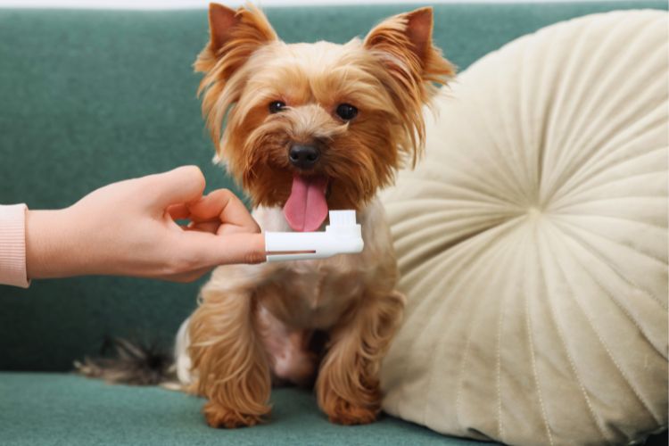 cachorro yorkshire tendo os dentes escovados