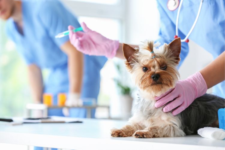 cachorro yorkshire tomando vacina