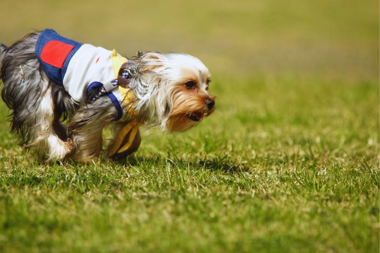 cachorro yorshire correndo no gramado