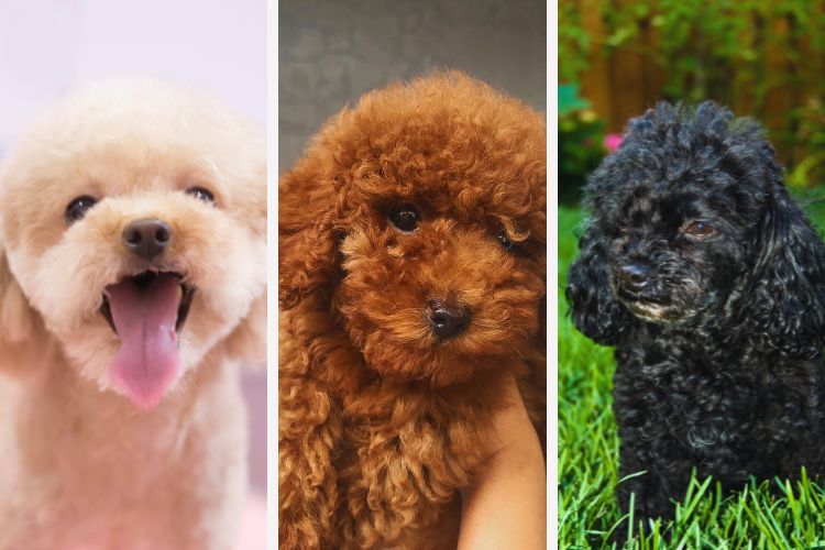 cachorros poodle toy de tres cores diferentes