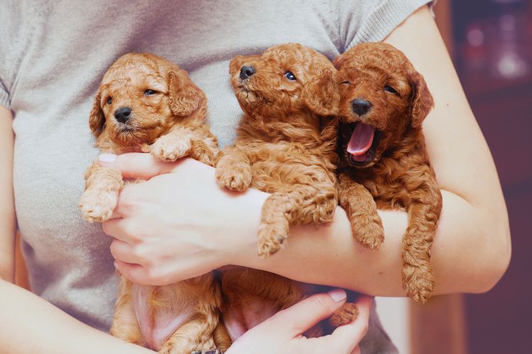 cachorros poodles toy em trio com mulher