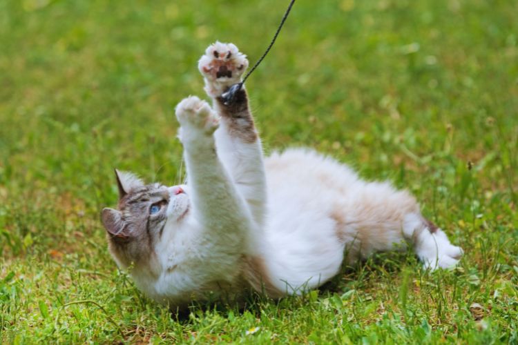 gato ragdoll brincando na grama
