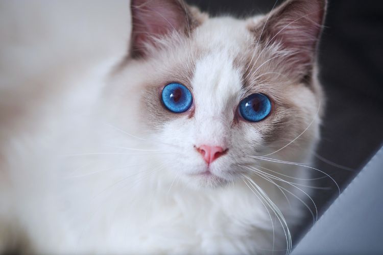 gato ragdoll com olhos azuis