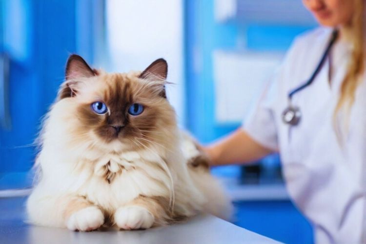gato ragdoll com veterinário em clínica