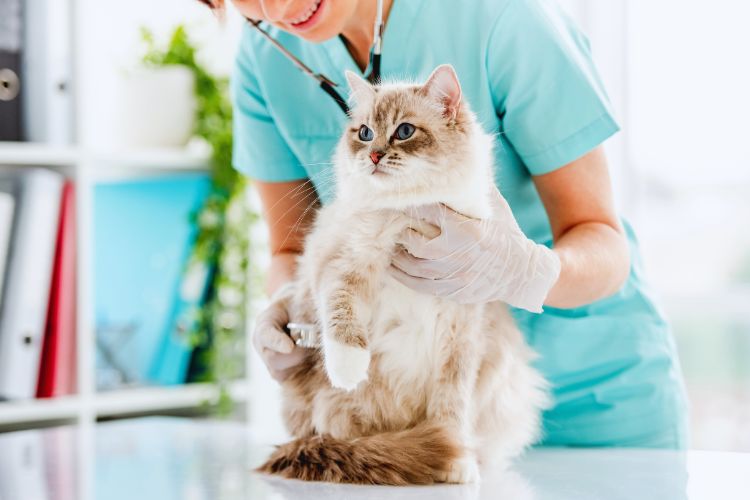 gato ragdoll com veterinário