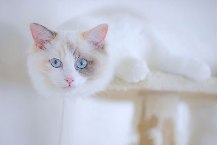 gato ragdoll deitado com olho azul