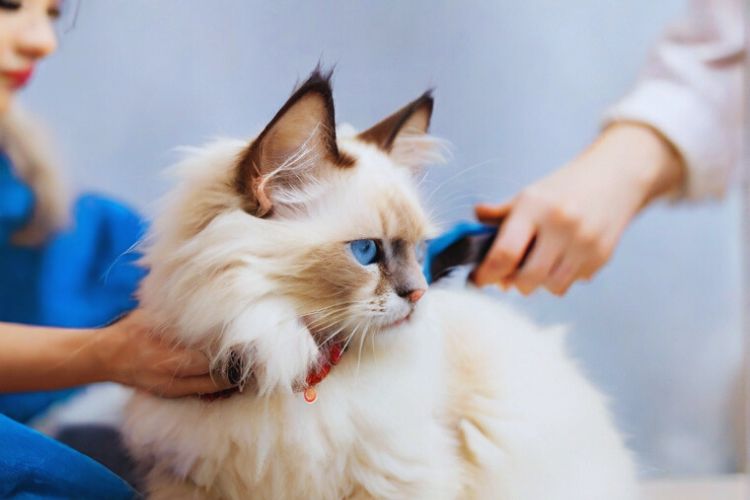gato ragdoll sendo escovado em pet shop