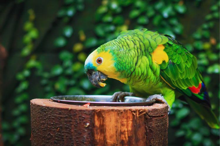 papagaio verdadeiro comendo na tigela