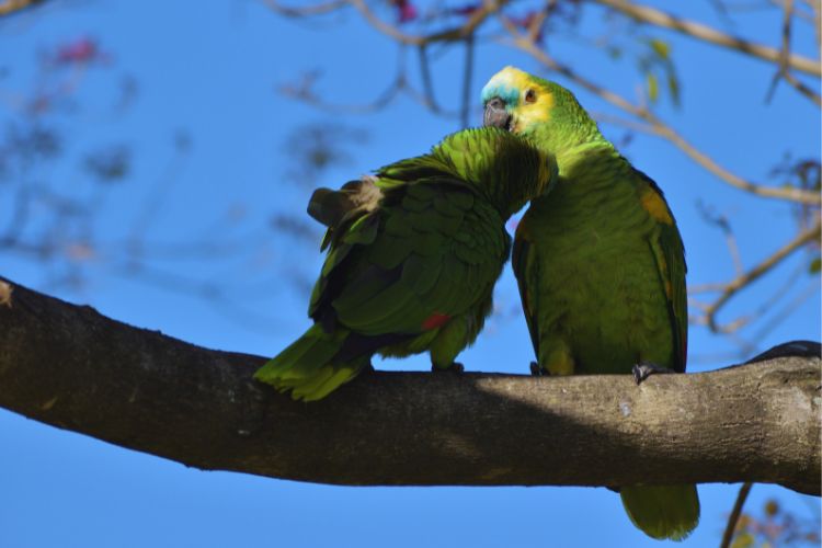 papagaio verdadeiro em dupla na árvore