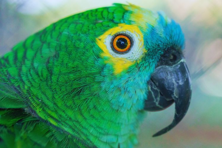 papagaio verdadeiro com face verde