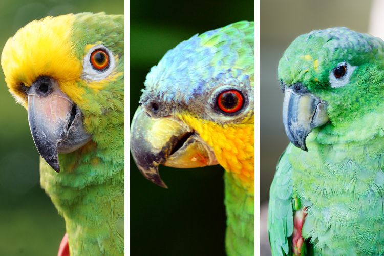 papagaios verdes olhando para frente