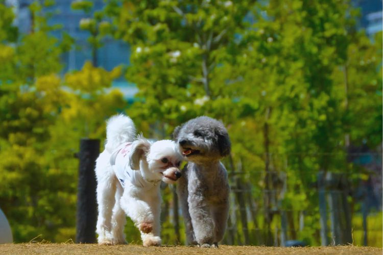 poodle toy casal andando no parque