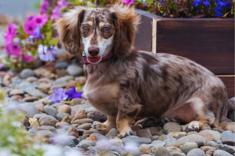cachorro dachshund arlequim no jardim com flores