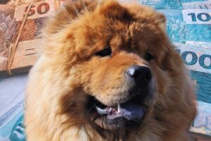 cachorro chow chow olhando para o lado