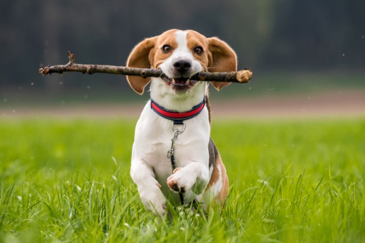 cachorro beagle com graveto na boca