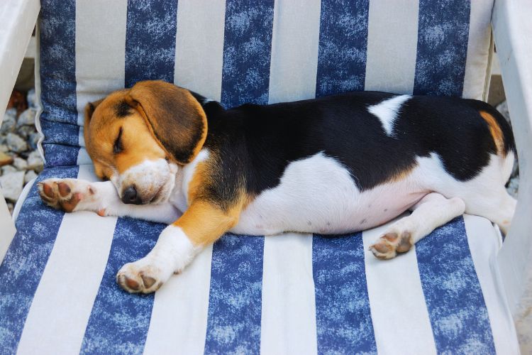 cachorro beagle filhote dormindo