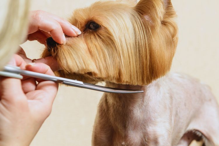 cachorro yorkshire com o pêlo sendo cortado