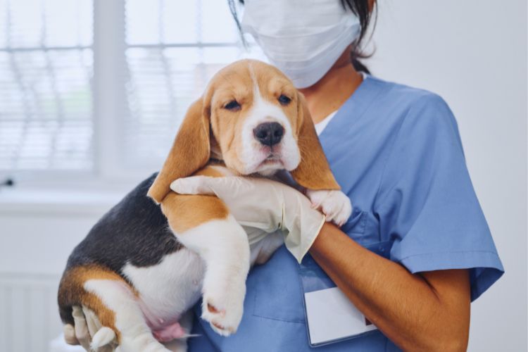 cachorro beagle com veterinário