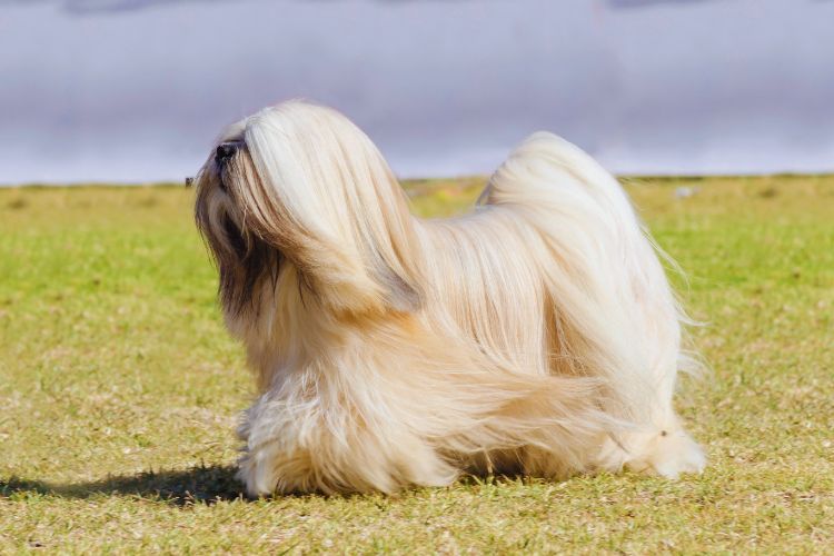 Cachorro Lhasa Apso andando pela grama