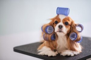 Cavalier King Charles Spaniel se preparando para a tosa