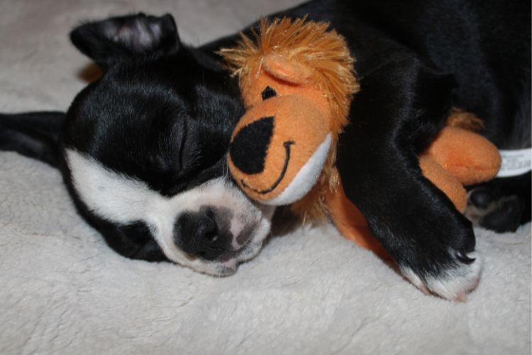 cachorro boston terrier dormindo com brinquedo