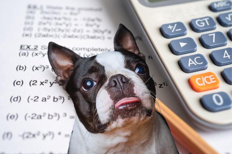 cachorro boston terrier e calculadora