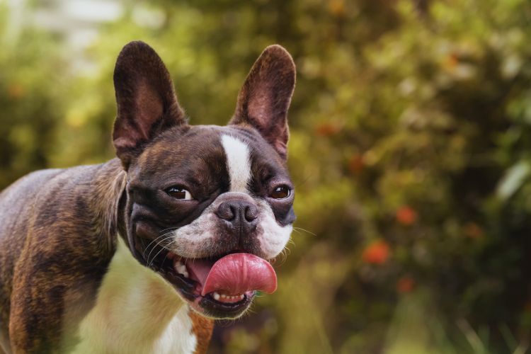 cachorro boston terrier tigrado com a lingua de fora