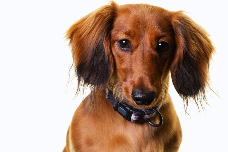 cachorro dachshund de pelo longo olhando para frente