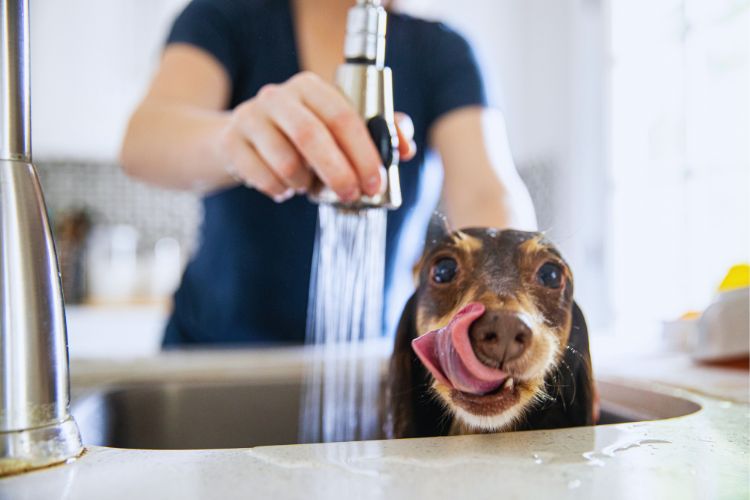 cachorro dachshund de pelo longo tomando banho