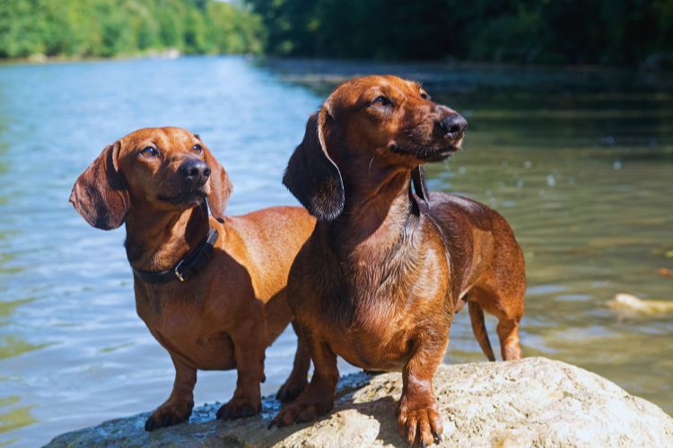 cachorro dachshund em dupla no rio