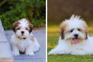 cachorro shih tzu e lhasa apso