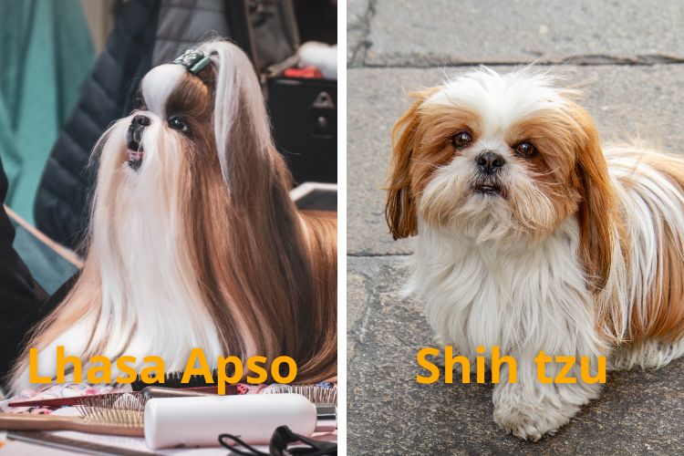 cachorro shih tzu e lhasa apso de pelo longo