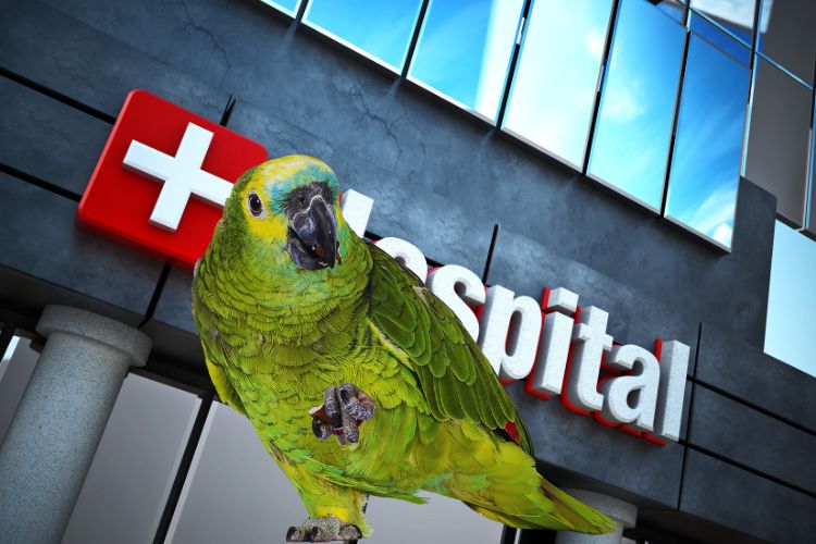 papagaio verdadeiro na frente de um hospital