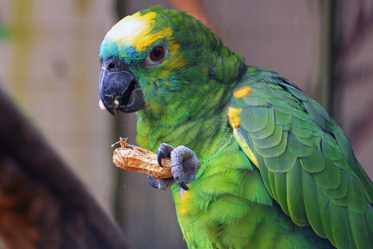 papagaio verdadeiro se alimentando de semente