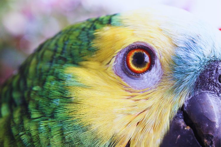 papagaio verdadeiro com aproximação do seu olho