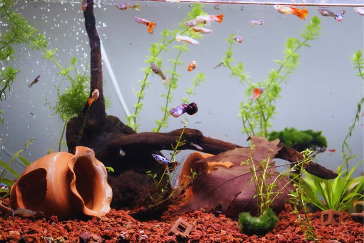 peixe guppy e substrato com plantas