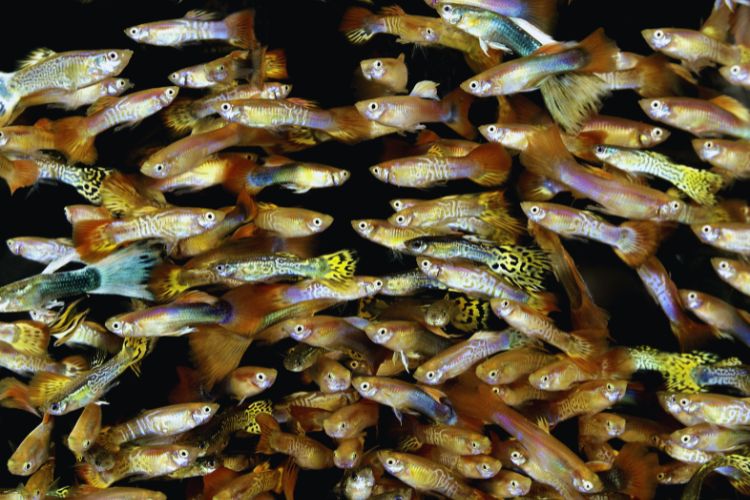 peixe guppy em um imenso cardume nadando