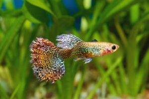 peixe guppy nadando em aquário com plantas