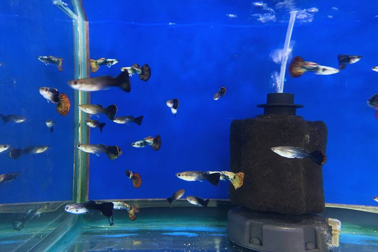 peixes guppys nadando perto do filtro do aquário