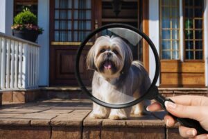 Cachorro Lhasa Apso em frente a casa