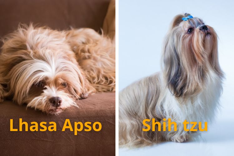 cachorro shih tzu sentado com dona e lhasa apso descansando no sofá