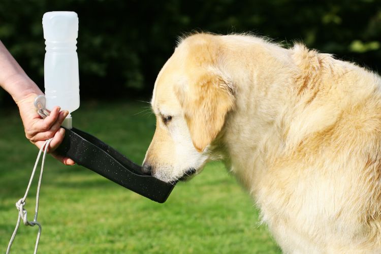 cachorro bebendo água