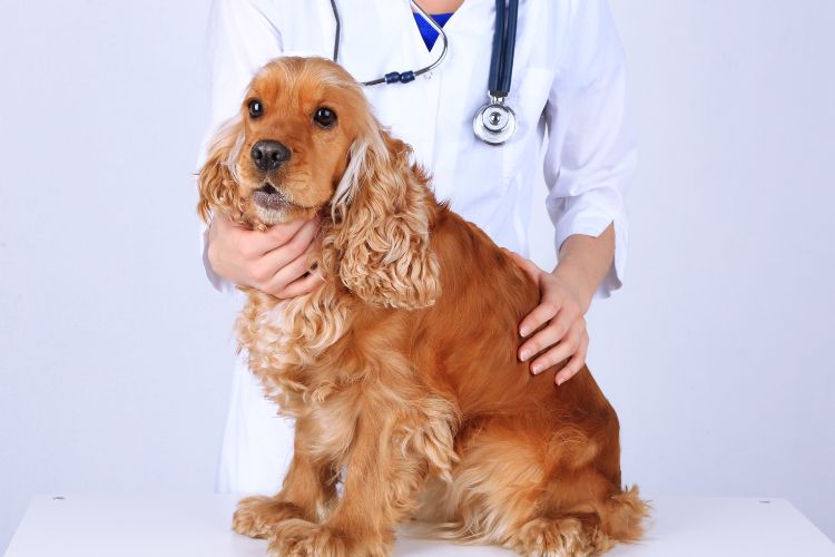 cachorro cocker spaniel com veterinário