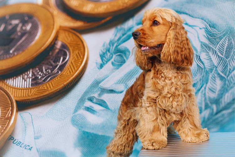 cachorro coker spaniel e dinheiro